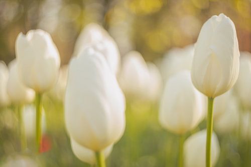 Tulpenwahn am Morgen in Lisse