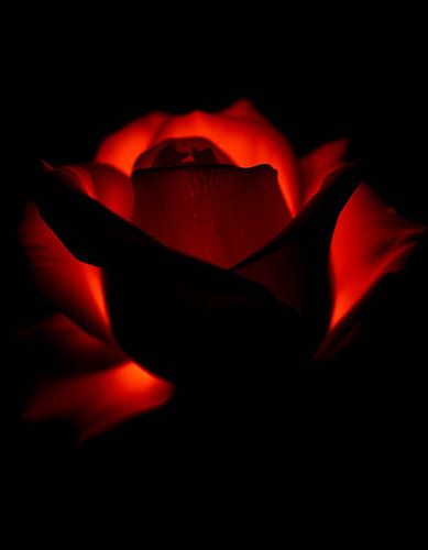 "Ember Rose XV