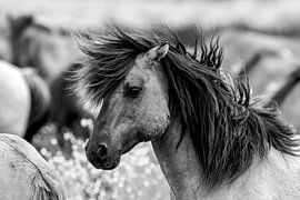 Black-and-white image of a Konik Horse by AGAMI Photo Agency