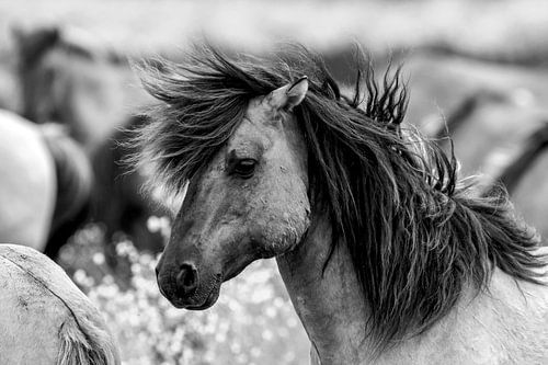 Black-and-white image of a Konik Horse