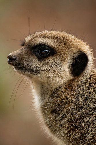 Série Suricate sur Lens_en_Dier