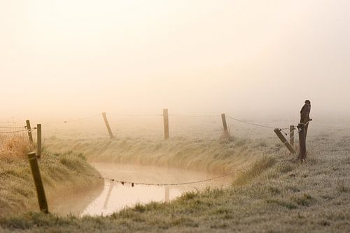 Buizerd in de mist