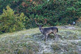 Der Atem eines Bocks von Wendy Hilberath