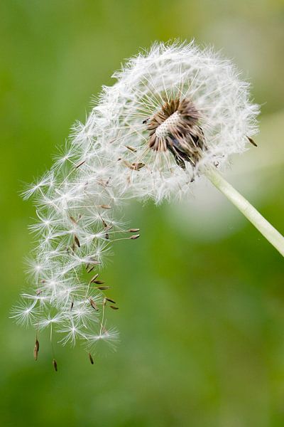 Paardebloem beeld by Falko Follert