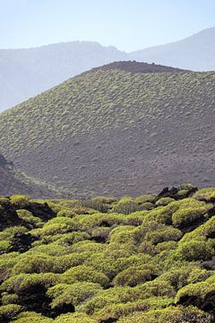 Malpaís de Güímar nature reserve on Tenerige by Karin de Jonge