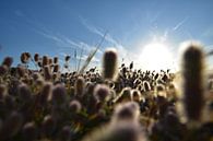 Zeeland is meer dan wind en water van Jan Radstake thumbnail