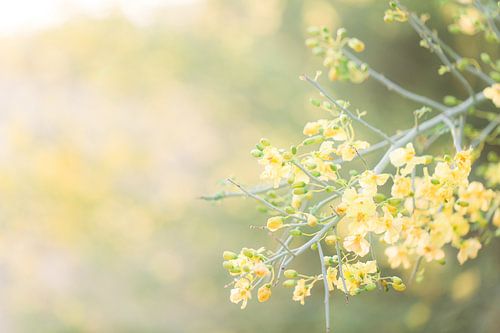 Palo Verde yellow flowers in the evening sun