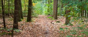 Verlassener Waldweg