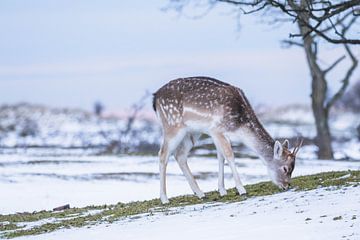 Damhirsch mit Sonnenuntergang im Schnee von Anne Zwagers