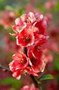 Bloesems, zacht roze Sakura (kersenbloesem) van Color Square thumbnail