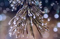 Pine needles after the rain by Christine Nöhmeier thumbnail