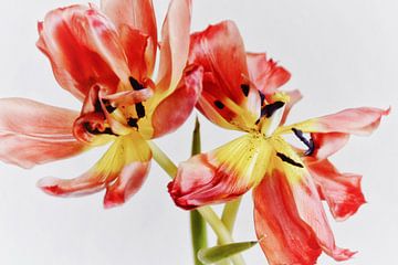 Danse des tulipes sur Claudia Moeckel