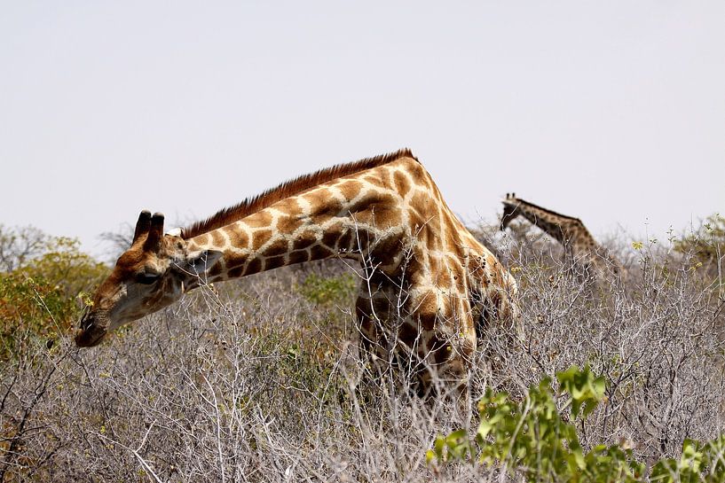 giraffe eet van de acacia van Henk Langerak