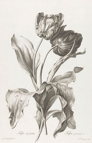 Tulp, Pierre François Legrand, na Gerard van Spaendonck