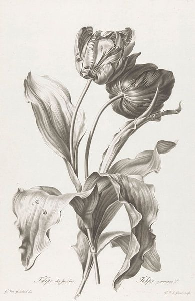 Tulipe, Pierre François Legrand, d'après Gérard van Spaendonck par Vintage en botanische Prenten