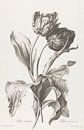 Tulpe, Pierre François Legrand, nach Gerard van Spaendonck von Vintage en botanische Prenten Miniaturansicht