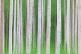 Sand birches by Sven-Erik Arndt