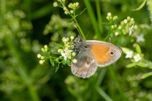 Vlinder op een bloem