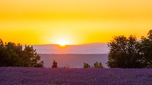 Lavendelblüte in der Provence bei Sonnenuntergang