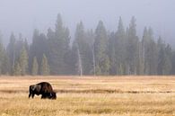 Bison by Esmeralda holman thumbnail