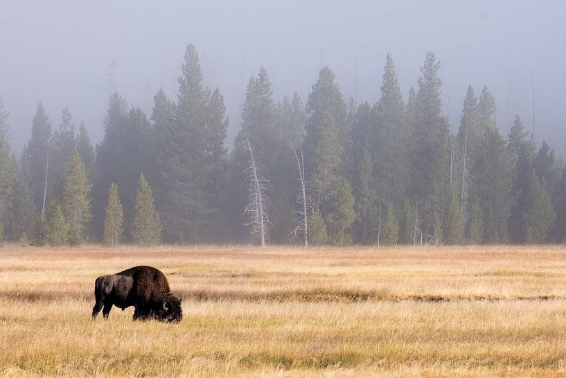 Bison by Esmeralda holman