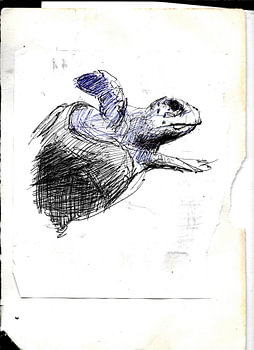 SCHILDPAD