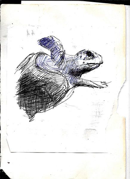 SCHILDPAD by Vincent Jacobs
