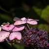 Hortensia, presque en fleurs. sur Leo Langen