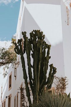 Hoge cactus in Ibiza stad, Dalt Vila, Old Town
