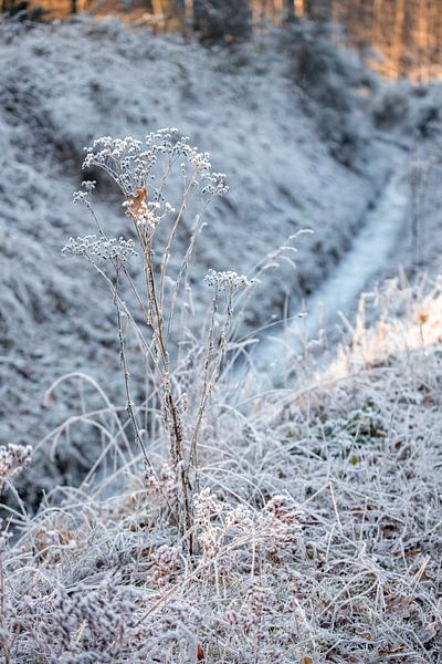 Une belle photo d'hiver par Mandy Schipper