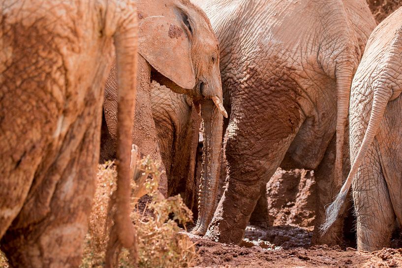 Muddy elephants by Jack Koning