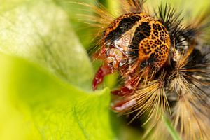 Chenille du Plakker Nachtvlinder (Lymantria dispar) avec de grandes épines sur des feuilles vertes. sur Joost Adriaanse