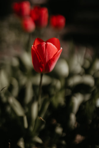 Rote Tulpe