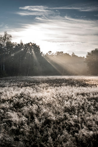 Rayons de soleil au-dessus d'un champ brumeux parsemé de fines herbes