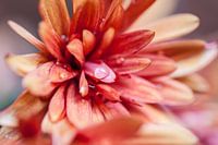 Bolchrysant