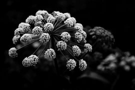 Umbelliferous plants – natural geometry