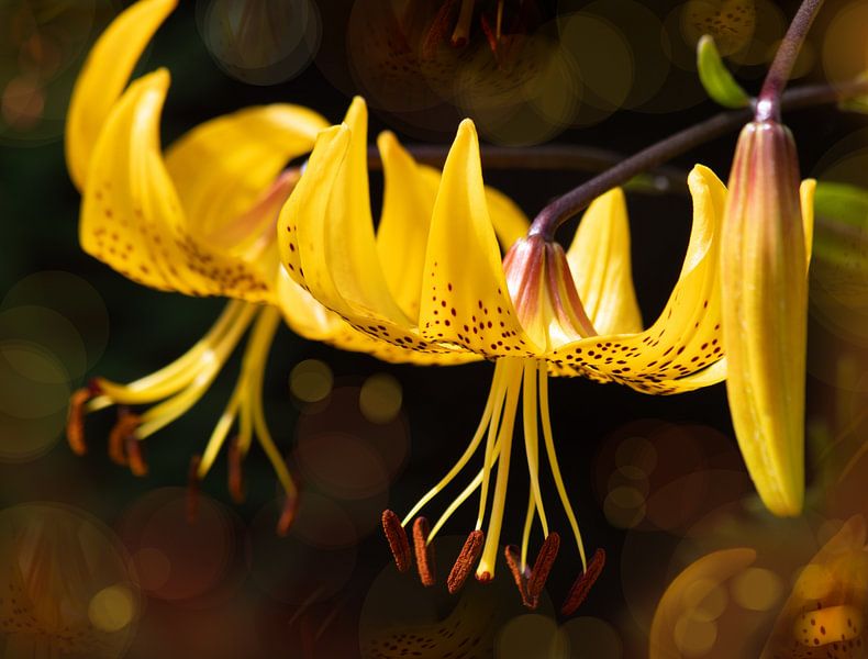 Golden Lily&#039;s von Rosetta Schiff