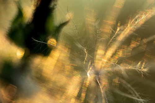 A moment of summer sunshine captured in a wisp of fluff by Eugene Winthagen