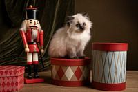 Ragdoll cat, klein schattig kitten portret, in een Kerst setting met een notenkraker en cadeautjes
