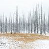 Landschap structuren Yellowstone van Sjaak den Breeje