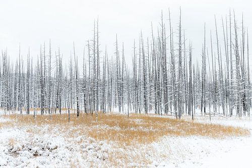 Landschap structuren Yellowstone van Sjaak den Breeje Natuurfotografie