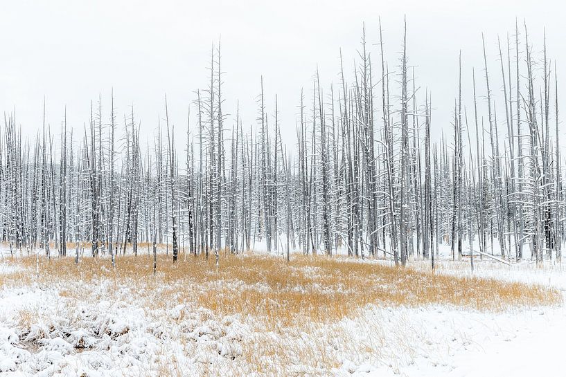Landschap structuren Yellowstone van Sjaak den Breeje