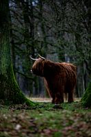 Schotse hooglander