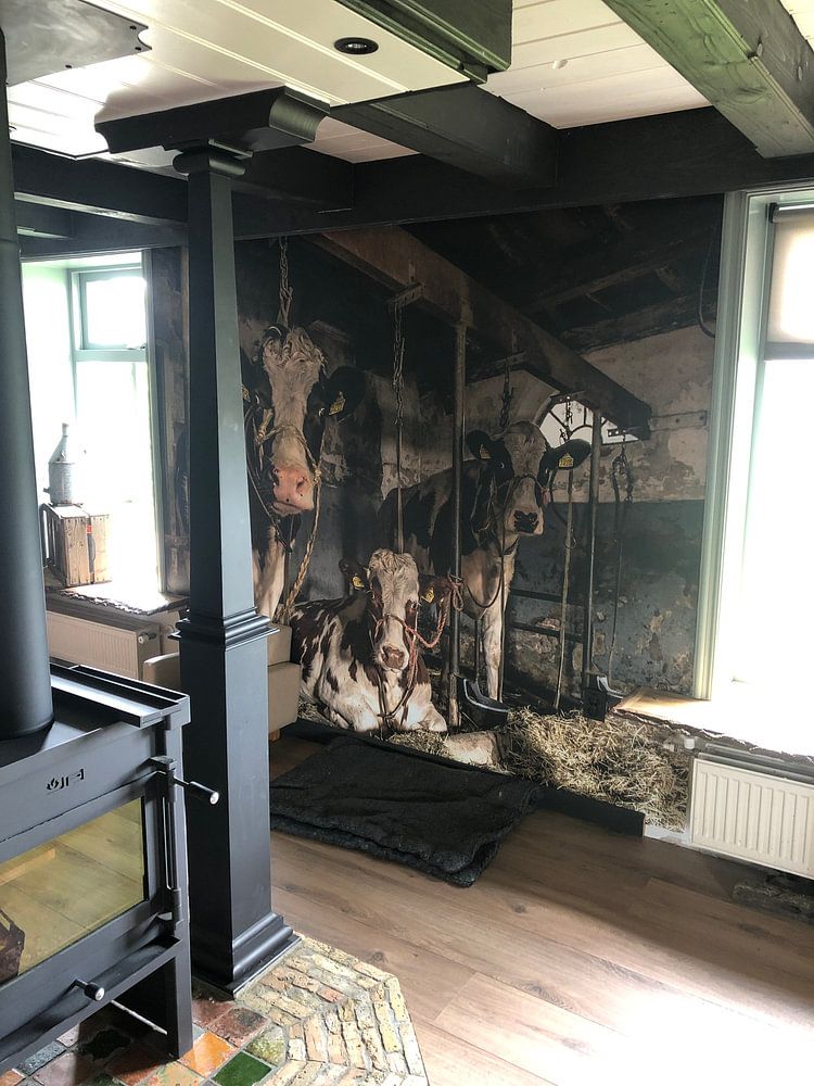 Les vaches du fermier Klein