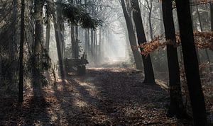 Sonnenlicht in den Wäldern mit Nebel