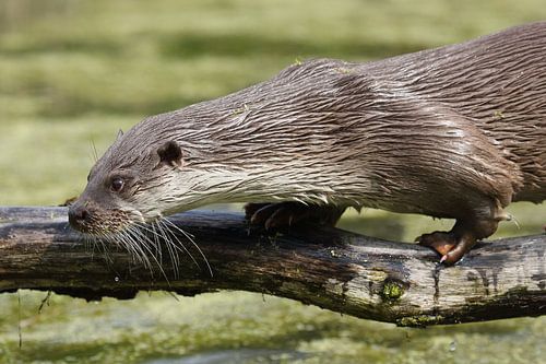 Europese Otter (Lutra lutra)