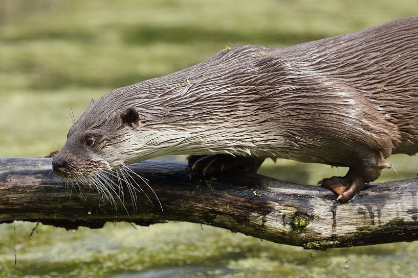 Eurasian Otter (Lutra lutra) by Ronald Pol
