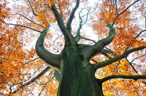 TREES 1