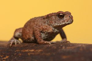 Crapaud commun (Bufo bufo)