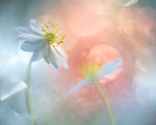 Wood anemones in bokeh bulbs